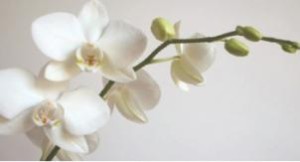 flower_0